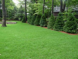 how to keep your lawn green